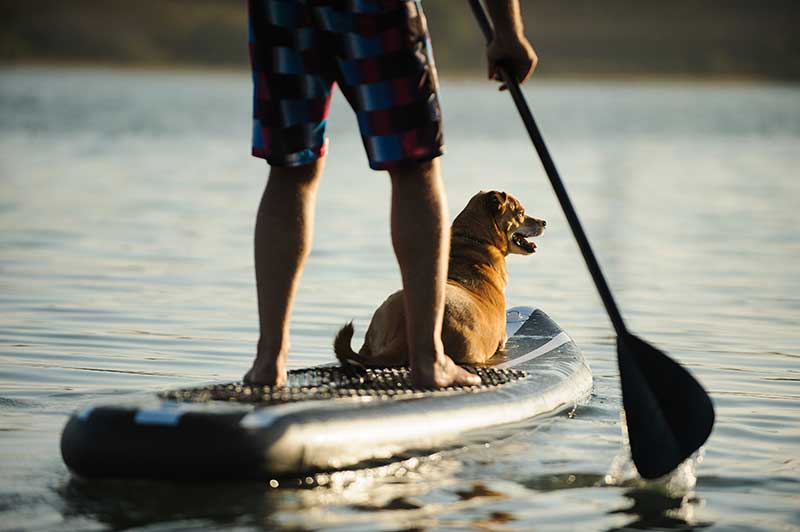 dog riding on paddleboard