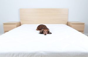 red long haired dachshund laying by itself on a full size bed