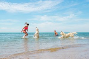 teenagers and dogs playing in the water on a beach