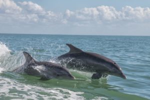Two bottlenose dolphins