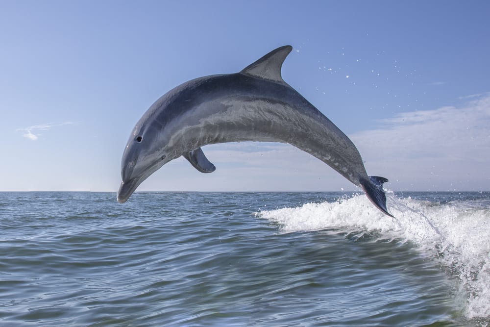 Top 3 Hilton Head Dolphin Tours That Your Entire Family Will Love