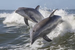 bottlenose dolphins jumping out of a wave
