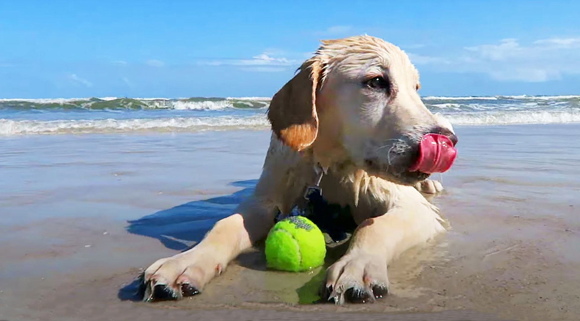 puppy on beach with tennis ball