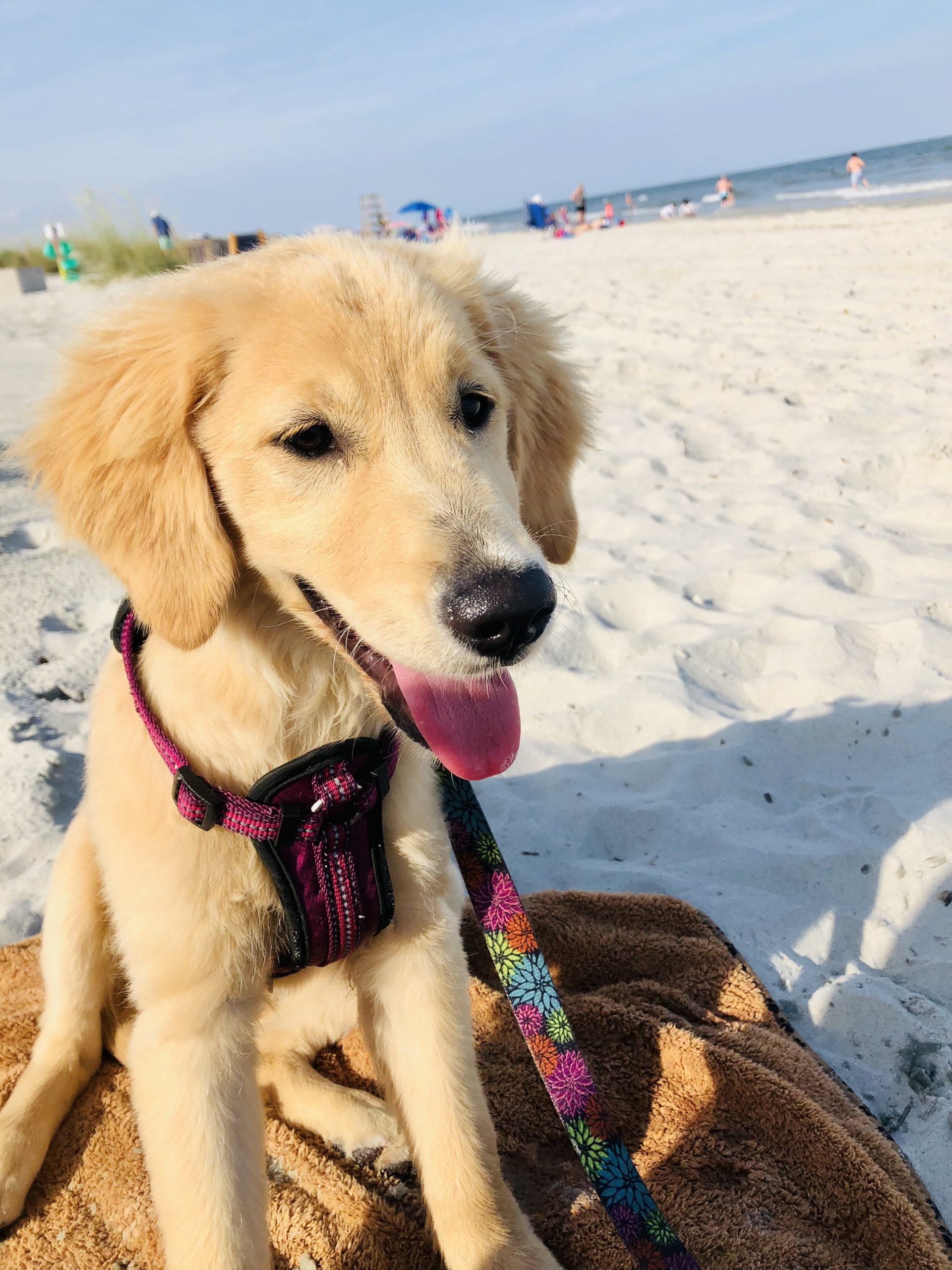 puppy on a leash on the beach