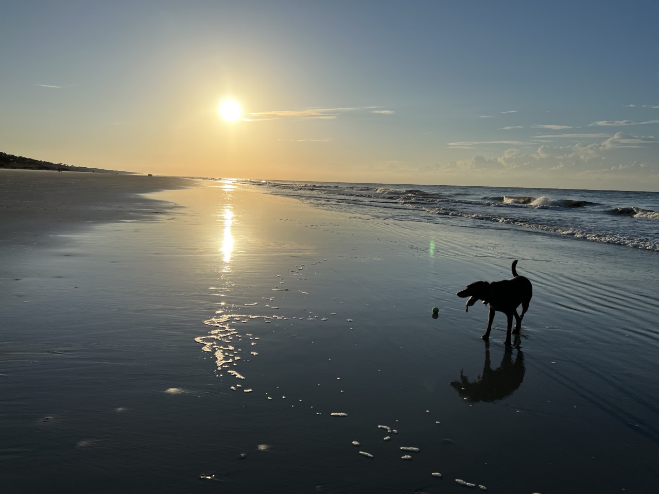 does hilton head beach allow dogs